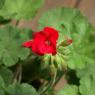 Little Red Flower