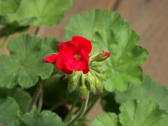 Little Red Flower